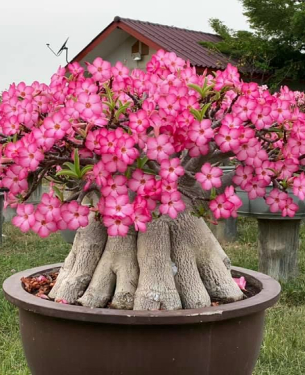 HOA SỨ 063