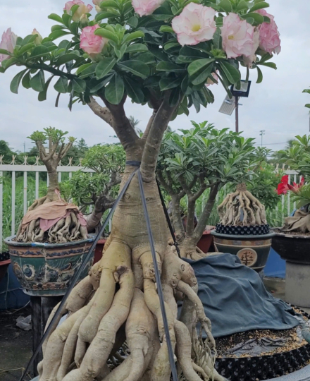 Những tác phẩm và giống mới hiện tại vườn truyền bonsai