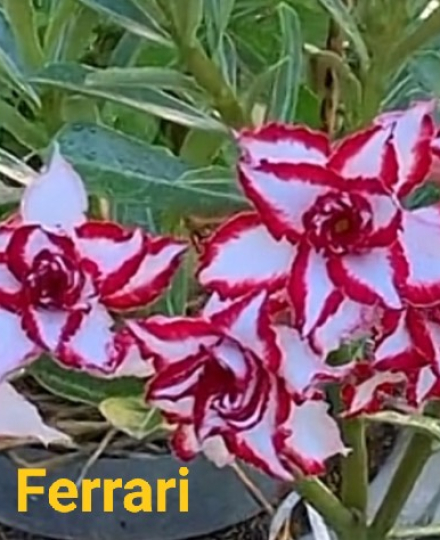 HOA SỨ 054
