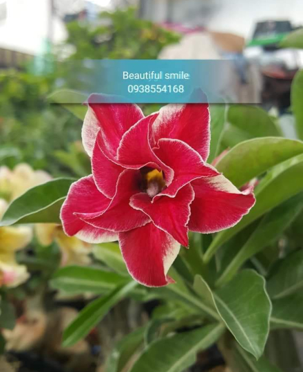 HOA SỨ 075