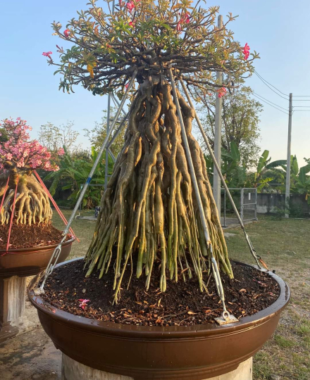 HOA SỨ 058