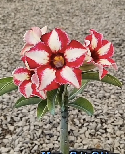 HOA SỨ 004