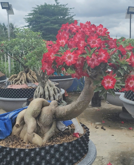 Những tác phẩm và giống mới hiện tại vườn truyền bonsai