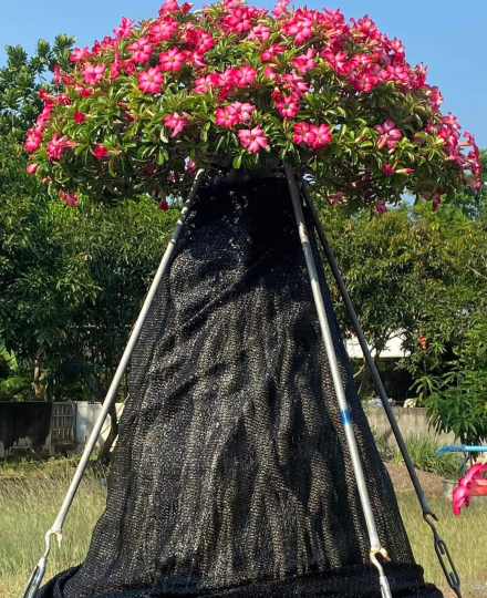 HOA SỨ 057