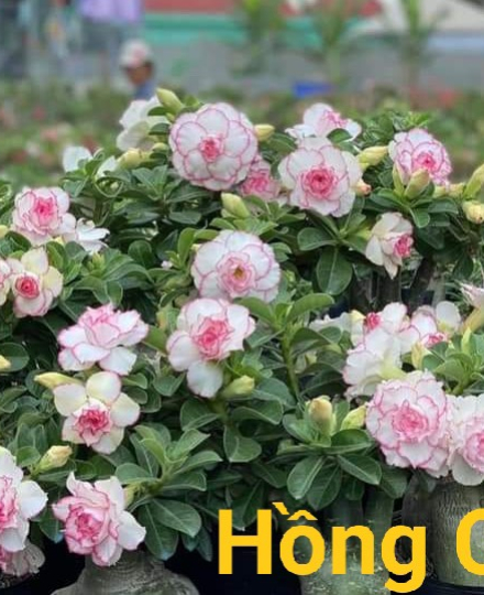 HOA SỨ 048