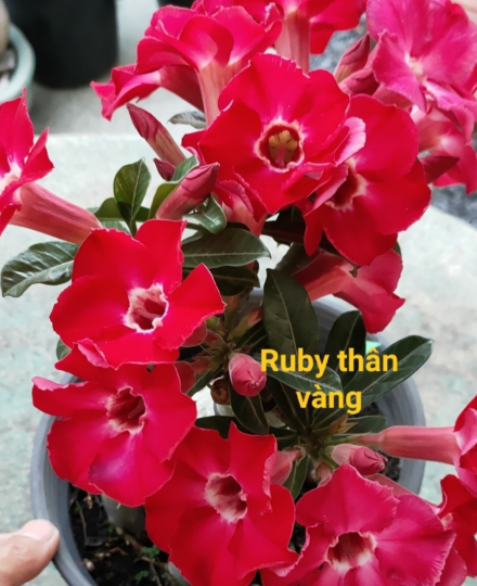 HOA SỨ 033