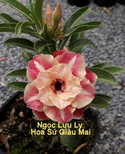 HOA SỨ 039