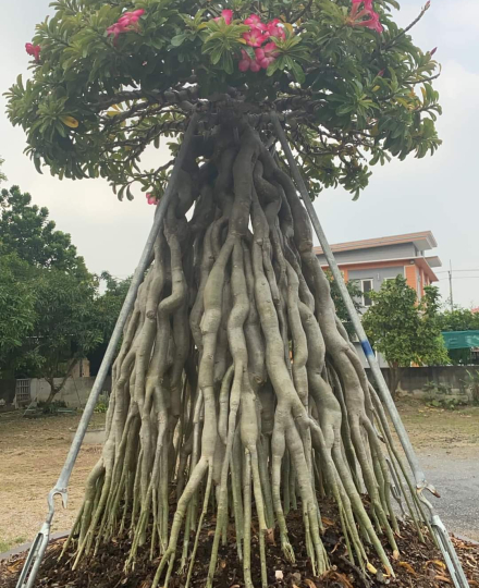 HOA SỨ 059