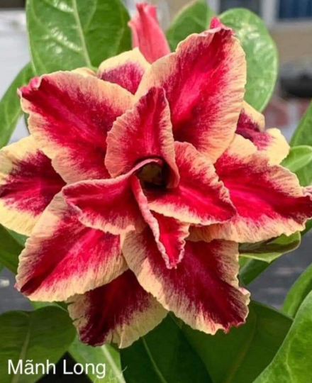 HOA SỨ 034