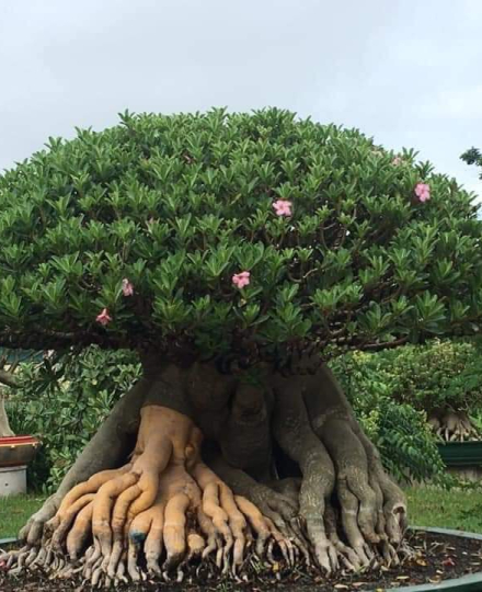 HOA SỨ 067