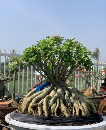 HOA SỨ 019