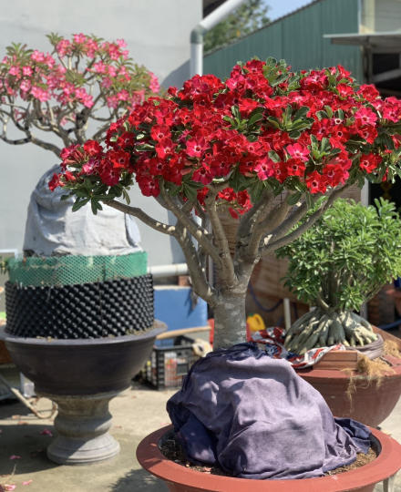 HOA SỨ 012